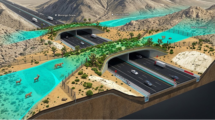 Two Wildlife Crossings Are Planned For State Route 62
